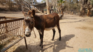 Un âne au refuge de Santorin