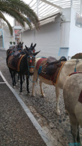 Les ânes à Fira, Santorin