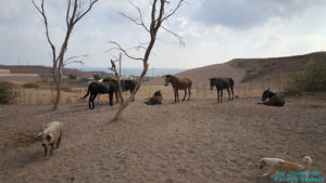 Les ânes et les mules recueillis au refuge de Santorin