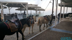Début de journée pour les ânes à Fira, Santorin