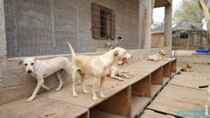 Les chiens du refuge de Santorin