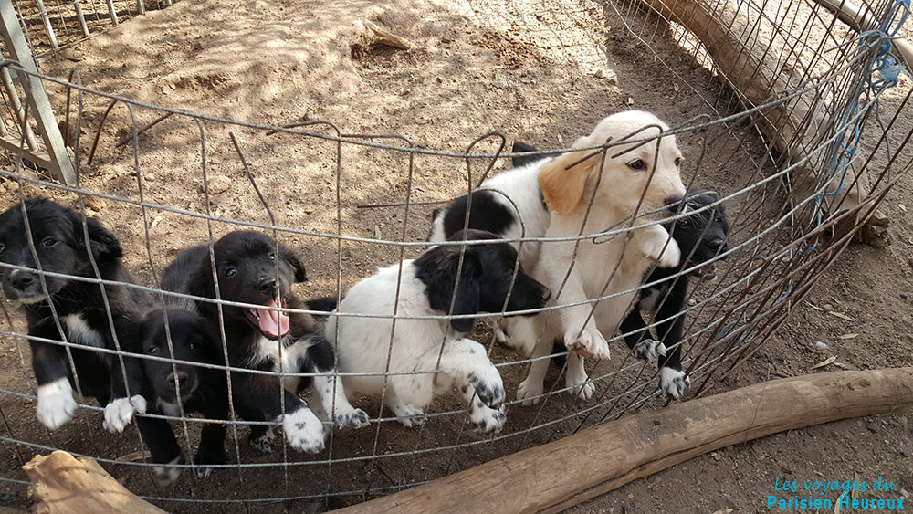 Porté de chiots recueillis au refuge de Santorin