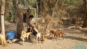 Christina, la présidente du refuge SAWA pour animaux à Santorin