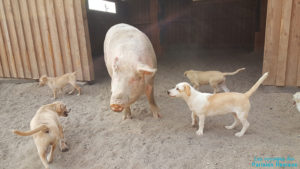Cochon et chiens du refuge SAWA de Santorin