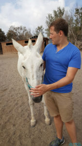 Mule blanche au refuge des animaux de Santorin