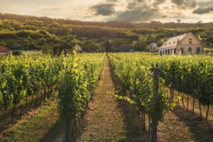 Le vignoble dans la région de Reims dans la marne.