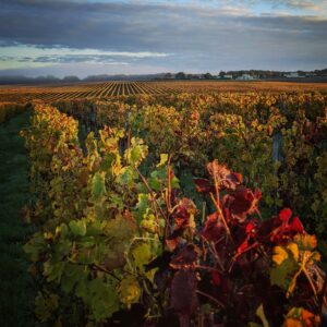 Vignoble bordelais