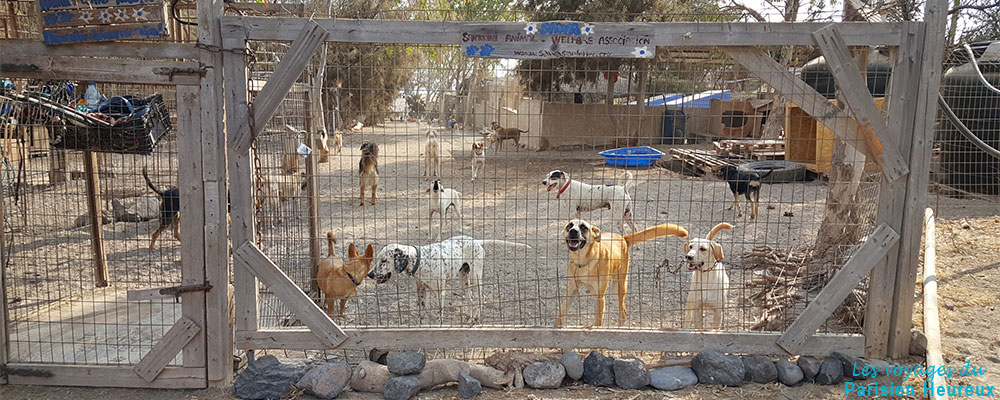 Le refuge pour les animaux de Santorin